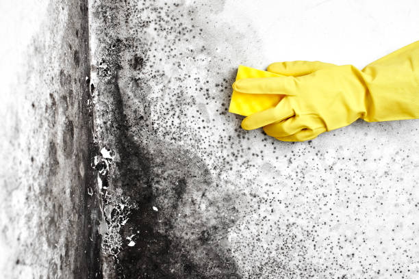 Reliable Ben Wheeler, TX Mold Remediation Solutions