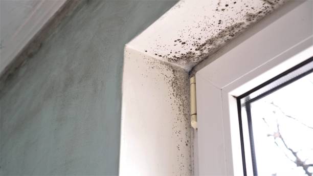 Best Emergency Mold Remediation in Ben Wheeler, TX