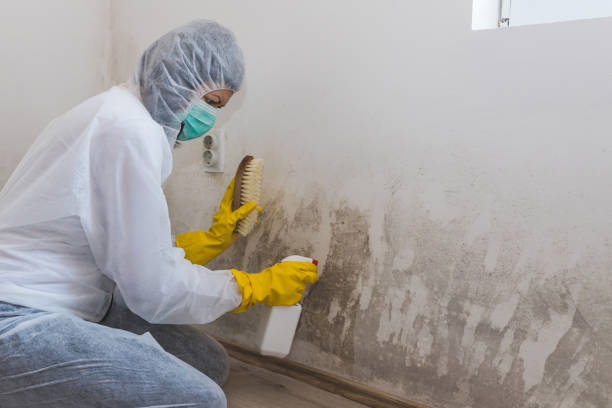 Trusted Ben Wheeler, TX Mold Remediation Experts