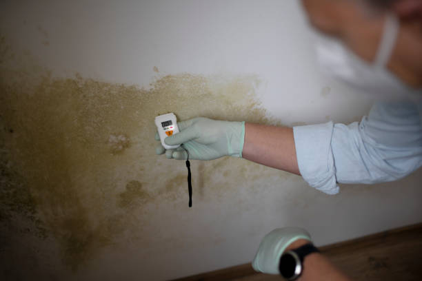 Best Attic Mold Remediation in Ben Wheeler, TX