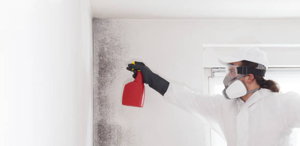 Best DIY Mold Remediation Support Services in Ben Wheeler, TX