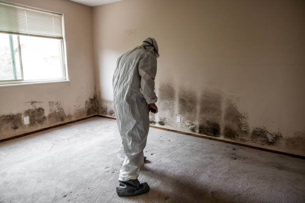Best Health and Safety Mold Remediation in Ben Wheeler, TX