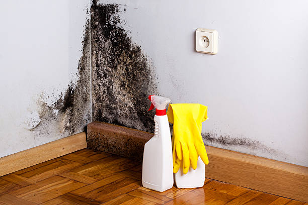 Best White Mold Remediation in Ben Wheeler, TX